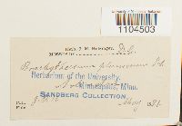 Brachythecium plumosum image