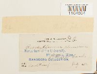 Brachythecium plumosum image