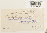 Brachythecium plumosum image