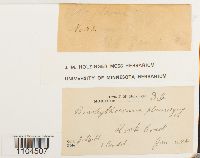 Brachythecium plumosum image