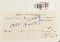 Brachythecium plumosum image