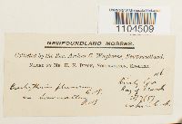 Brachythecium plumosum image