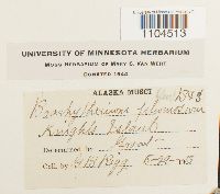 Brachythecium plumosum image