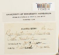 Brachythecium plumosum image