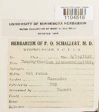 Brachythecium plumosum image