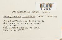 Brachythecium plumosum image