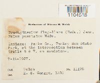 Brachythecium plumosum image