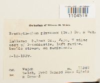 Brachythecium plumosum image