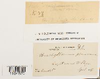 Brachythecium plumosum image