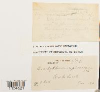 Brachythecium plumosum image