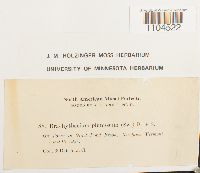 Brachythecium plumosum image