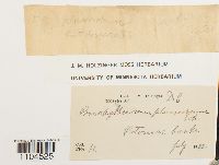 Brachythecium plumosum image