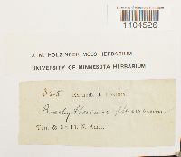 Brachythecium plumosum image