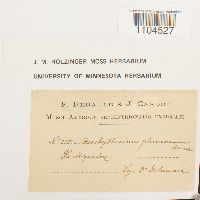 Brachythecium plumosum image