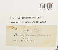 Brachythecium plumosum image