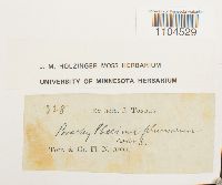 Brachythecium plumosum image