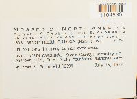 Brachythecium plumosum image