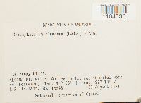 Brachythecium plumosum image