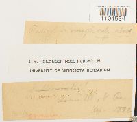 Brachythecium plumosum image