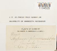 Brachythecium plumosum image