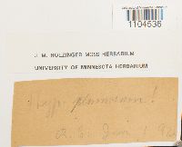 Brachythecium plumosum image