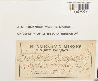 Brachythecium plumosum image