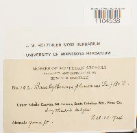 Brachythecium plumosum image