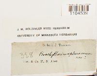 Brachythecium plumosum image