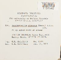 Brachythecium plumosum image