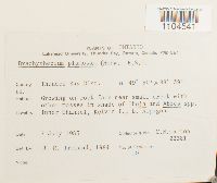 Brachythecium plumosum image