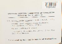 Brachythecium plumosum image