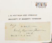 Brachythecium plumosum image