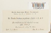 Brachythecium populeum image