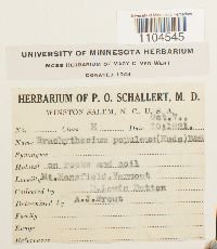 Brachythecium populeum image