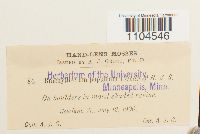 Brachythecium populeum image