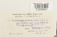 Brachythecium populeum image