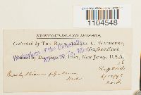 Brachythecium populeum image