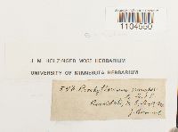 Brachythecium populeum image