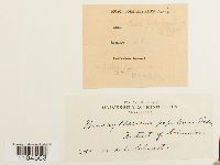 Brachythecium populeum image