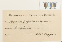 Brachythecium populeum image