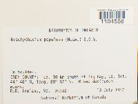 Brachythecium populeum image