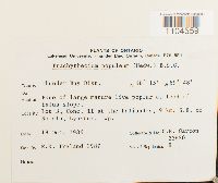 Brachythecium populeum image