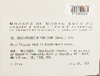 Brachythecium populeum image