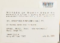 Brachythecium populeum image