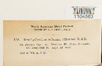 Brachythecium reflexum image