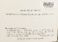 Brachythecium reflexum image