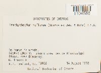 Brachythecium reflexum image