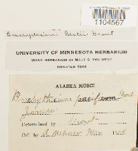 Brachythecium reflexum image