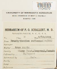 Brachythecium reflexum image