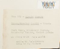 Brachythecium reflexum image